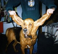 /album/galeria-de-fotos/as-maiores-orelhas-de-cachorro-do-mundo-jpg/